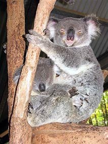 Currumbin Wildlife Sanctuary