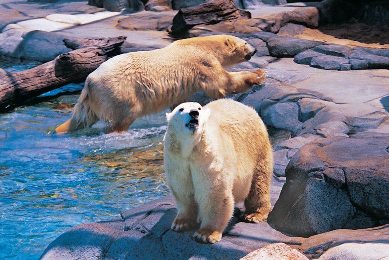 Amazing Underwater Adventure at Sea World